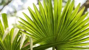 Primepalm: Exclusive Nerve Comfort Blend