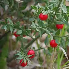 Butcher's Broom Extract: Circulation Enhancer
